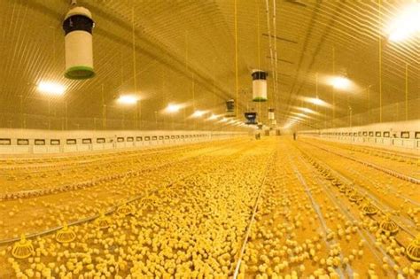 Poultryworld Future Of Technology In The Poultry Sector