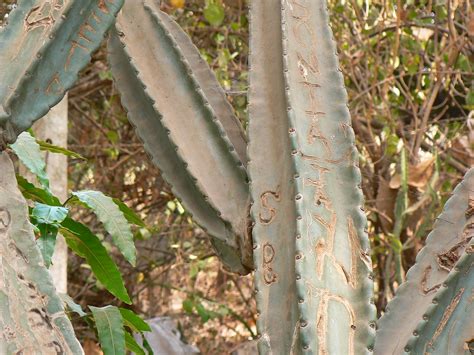 Euphorbia Ingens E Mey Ex Boiss Dinesh Valke Flickr