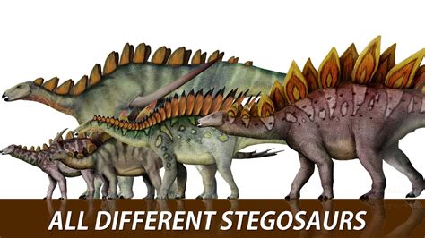 The 20 Different Types Of Stegosaurs - YouTube