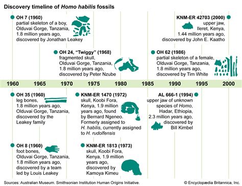 Homo habilis | Description, Traits, Tools, & Facts | Britannica