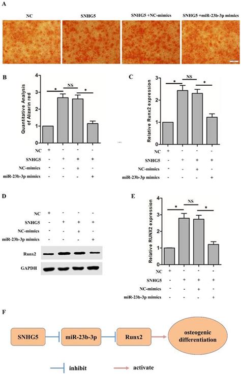 Long Non‑coding Rna Snhg5 Promotes Osteogenic Differentiation Of Human