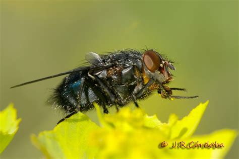 Calliphora Vomitoria Linnaeus 1758 474110 Biodiversidad Virtual