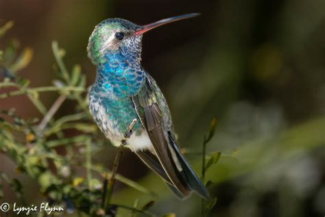 80 Year Old Photographer Captures Beauty Of Rare Hummingbird That