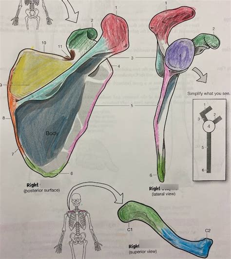 Scapula And Clavicle Diagram Quizlet