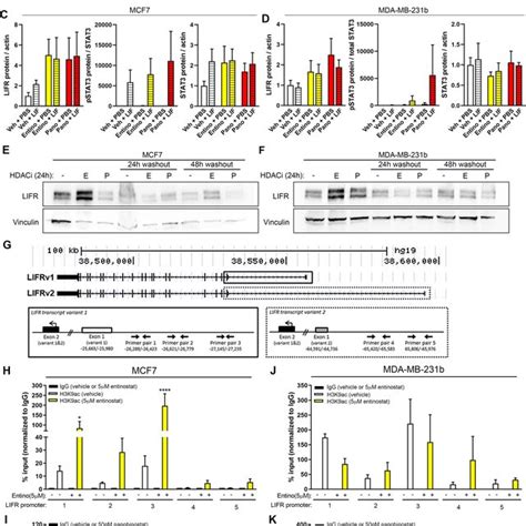 Epigenetic Regulation Of LIFR By HDAC Inhibitors And Activation Of