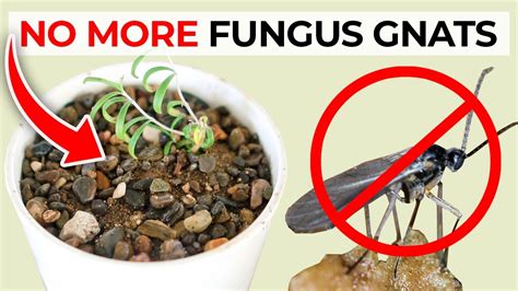 How to Get Gnats Out of Plants - Back Gardener