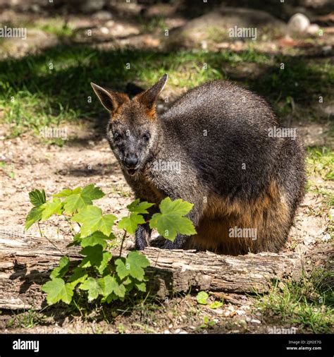 Swamp Wallaby Wallabia Bicolor Is One Of The Smaller Kangaroos This