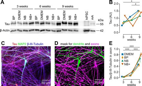 Human Ipsc Derived Neurons With Reliable Synapses And Large Presynaptic