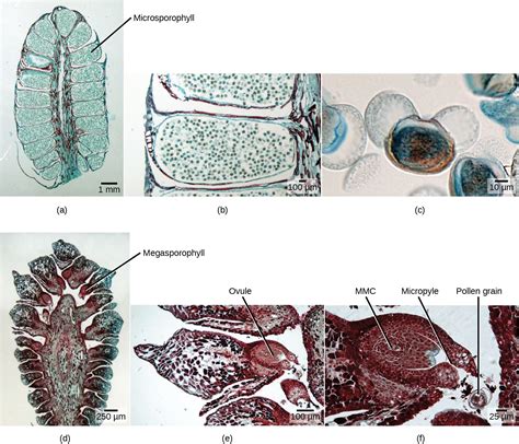 Biology 2e Plant Structure And Function Plant Reproduction