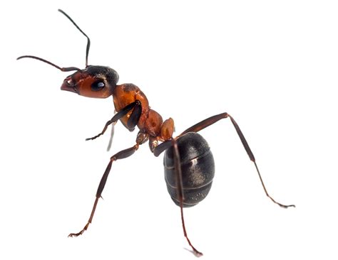 Ants Pest Control Boise Idaho Pestcom Pest Management