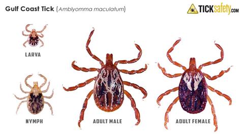 Gulf Coast Tick (Amblyomma maculatum) • TickSafety.com