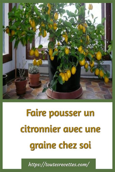 Faire Pousser Un Citronnier Avec Une Graine Chez Soi Faire Pousser Un