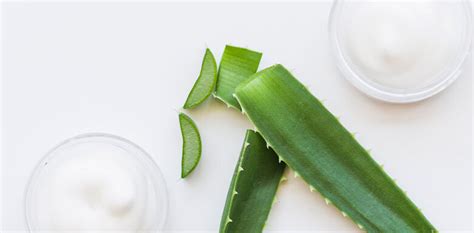 Cómo extraer aloe vera de la planta de forma efectiva Ecologia Cotidiana