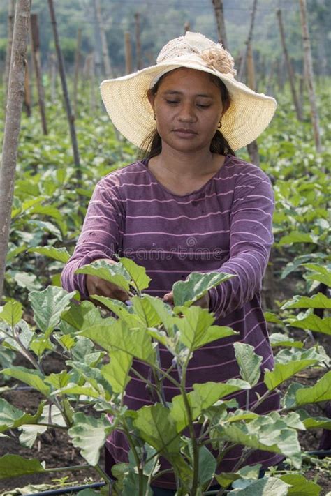 A Woman With Hat Yarning Plants In A Cultivation Field Editorial