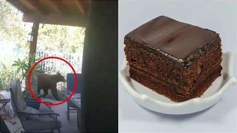 Un Oso Se Cuela En Una Casa Y Se Come Una Tarta De Chocolate