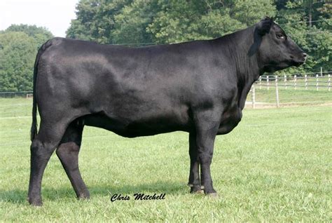 Black Angus Cattle Of The World Pinterest Cow Livestock And Cattle