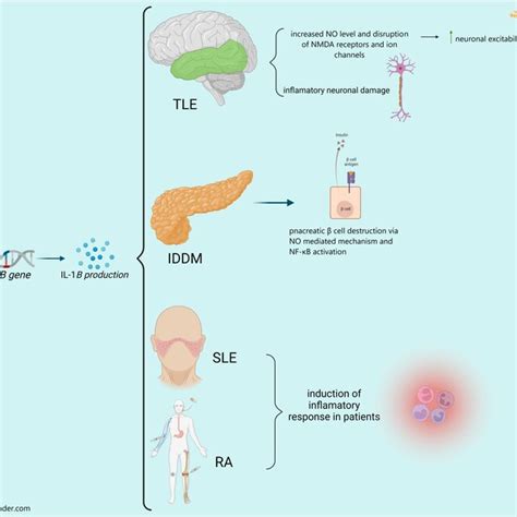 The Effects Of Polymorphism Of Apoe Gene On Tle And Systemic