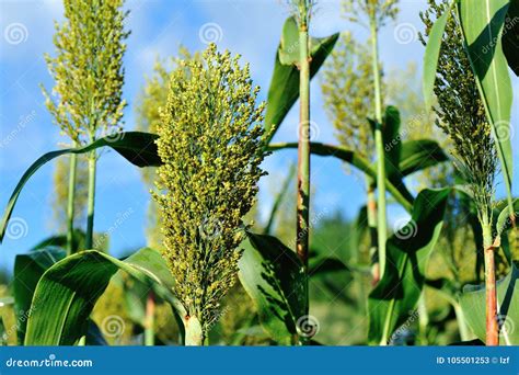 Jowar Grain Sorghum Crop Farm Stock Image Image Of Plantation