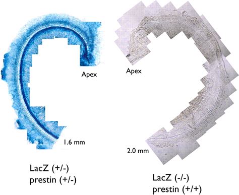 A Chimera Analysis Of Prestin Knock Out Mice Journal Of Neuroscience