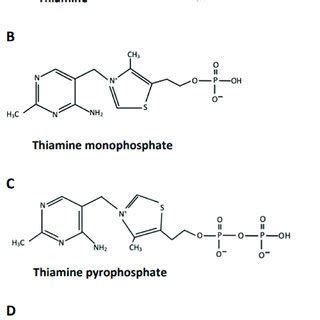 Chemical Formula And Main Biological Functions Of Thiamine And Its