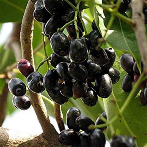 Jamun Njaval Malabar Plum Black Plum Jambul Syzygium 46 Off