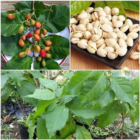 Jual Bibit Tanaman Pohon Kacang Amazon Better Nut Kacang Arab Super