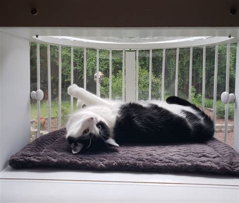 Cat Solarium Conservatory Package The Ultimate Cat Window Box Etsy