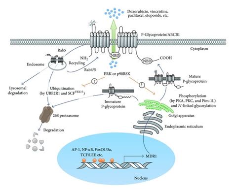 Schematic Model In Regulations Of Mdr1 And P Glycoprotein Download