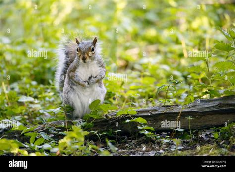 Ardilla Gris Oriental Sciurus Carolinensis Especies Introducidas