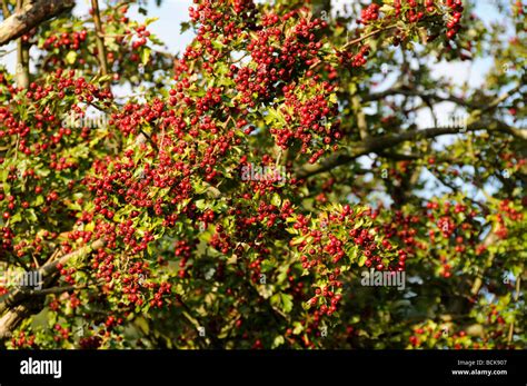 Feuerdorn Pyracantha Coccinea Beeren Stockfotografie Alamy