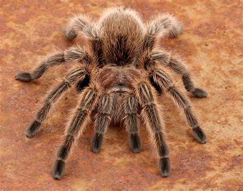 Chilean Rose-haired Tarantula