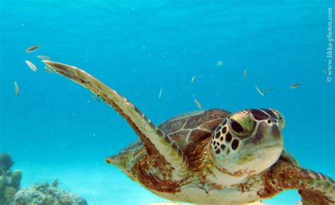 Underwater Life Pictures Of St Maarten Caribbean Paddling