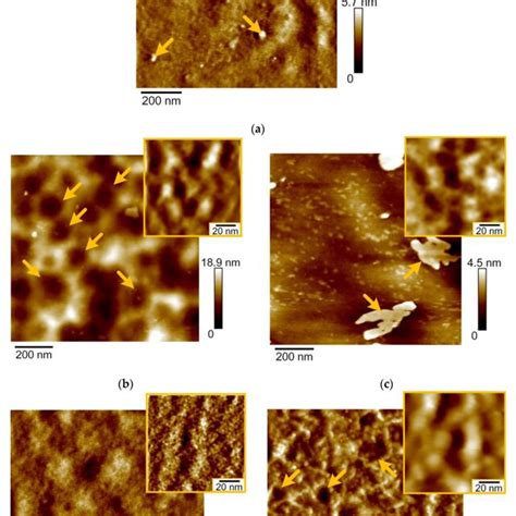 Afm Images Of Stainless Steel A And The Coatings Tantalum B