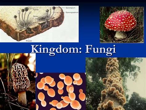 Ppt Kingdom Fungi Powerpoint Presentation Free Download Id5365811