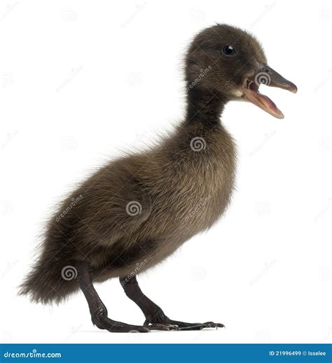 Black Mallard or Wild Duck, Anas Platyrhynchos Stock Image - Image of