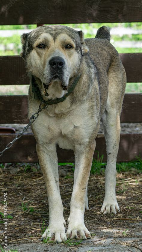 Nagazi Is A Georgian Shepherd Dog One Of The Oldest Authentic Dog