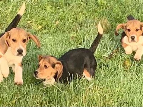 Chiots Beagle Elisabeth Non Lof Issus De Parents Lof Vendre