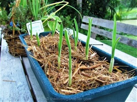 How To Grow Garlic Indoors In A Container Organize With Sandy