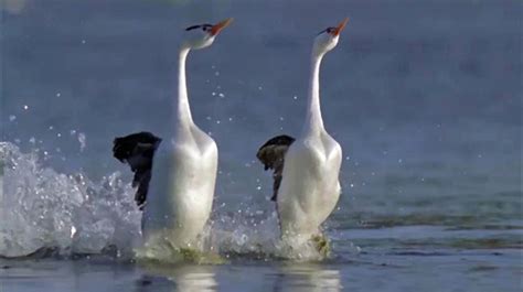 Beautiful Bird Courtship Dance [VIDEO] | Dawn Productions