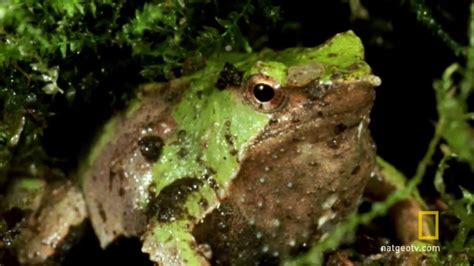 Darwin Frog Birth National Geographic Wild Uk Youtube