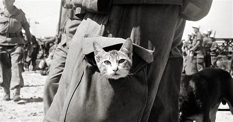 Amazing Hundreds Of Thousands Of Cats Intentionally Used In WWI