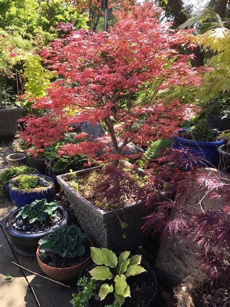 Beautifully Shaped Corallinum Japanese Maple Container Gardening