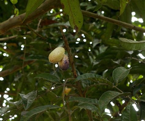 Buy Safou Fruit Tree in Australia (Dacryodes edulis)