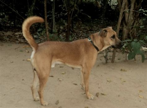 Kombai Dog - Bull Terrier of Tamil Nadu (COMBAI BREED GUIDE)