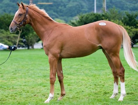 サマーセール出身馬【グランデスバル】が球磨川賞佐賀重賞を優勝 【サラブレッドセール（せり市場）＝馬市】＆【種牡馬】の最新情報 By