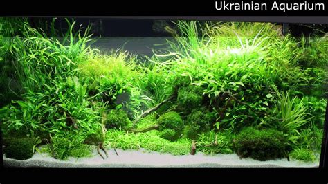 Awesome Aquascape Underwater Landscapes Aquascaping Youtube