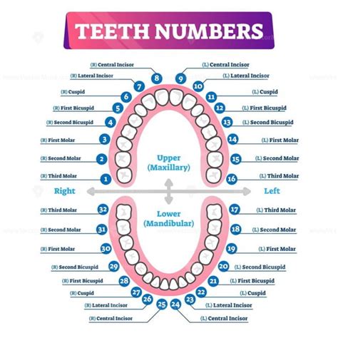 Types of teeth vector illustration - VectorMine