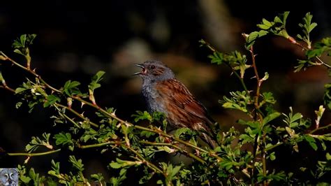 Dunnock Singing Jernspurv Accenteur Mouchet