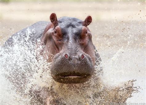 Hippo Speed - Do Hippos Run Faster than Humans? - Hippo Haven