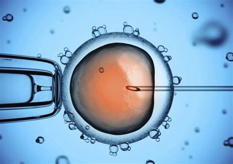 Ivf In Mexico 5 Aspects Of In Vitro Fertilization